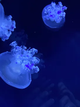 すみだ水族館に投稿された画像（2021/6/20）