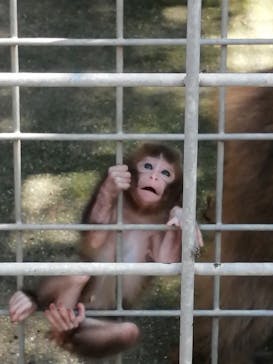 しろとり動物園に投稿された画像（2021/6/20）