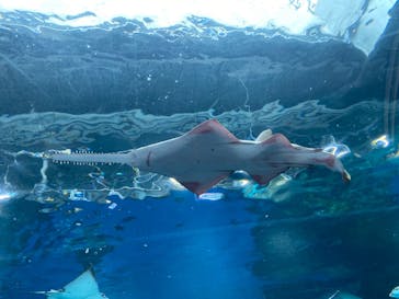 マクセル アクアパーク品川に投稿された画像（2021/6/20）