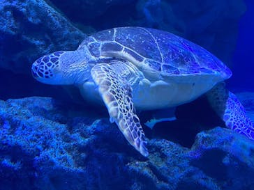 マクセル アクアパーク品川に投稿された画像（2021/6/20）