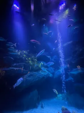 すみだ水族館に投稿された画像（2021/6/20）