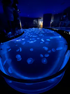 すみだ水族館に投稿された画像（2021/6/20）