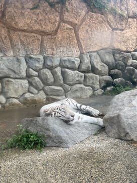東武動物公園に投稿された画像（2021/6/20）