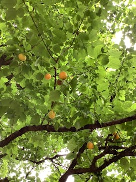 江戸東京たてもの園に投稿された画像（2021/6/20）