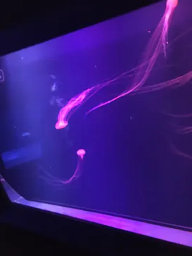 すみだ水族館に投稿された画像（2021/6/20）