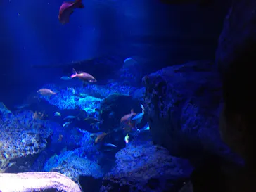 すみだ水族館に投稿された画像（2021/6/20）