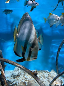 サンシャイン水族館に投稿された画像（2021/6/20）