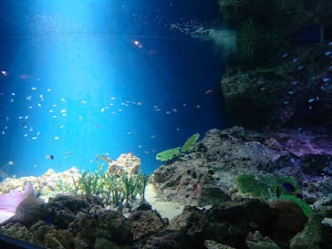 マクセル アクアパーク品川に投稿された画像（2021/6/20）