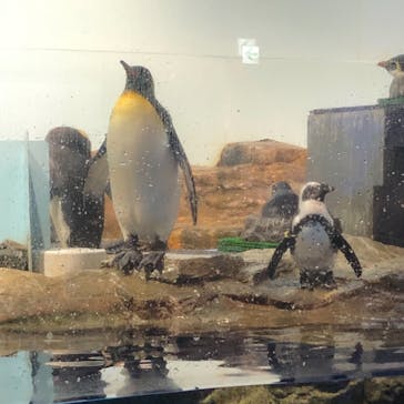 マクセル アクアパーク品川に投稿された画像（2021/6/20）