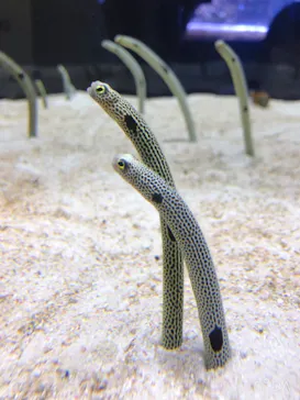 すみだ水族館に投稿された画像（2021/6/20）