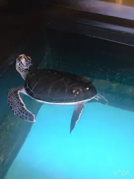 すみだ水族館に投稿された画像（2021/6/20）