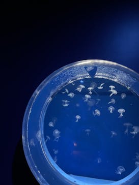 アクアワールド茨城県大洗水族館に投稿された画像（2021/6/20）