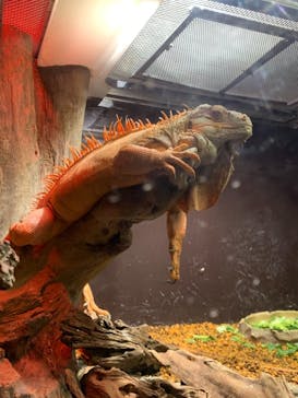 マクセル アクアパーク品川に投稿された画像（2021/6/20）