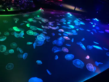 すみだ水族館に投稿された画像（2021/6/20）