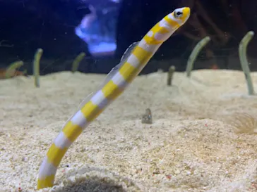すみだ水族館に投稿された画像（2021/6/20）