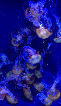 すみだ水族館に投稿された画像（2021/6/20）