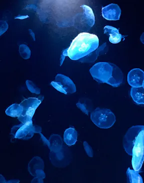 すみだ水族館に投稿された画像（2021/6/20）