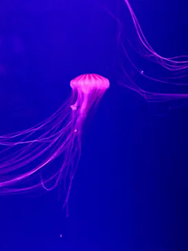 すみだ水族館に投稿された画像（2021/6/20）