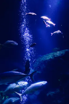 すみだ水族館に投稿された画像（2021/6/20）