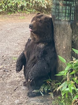 サホロリゾート　ベア･マウンテンに投稿された画像（2021/6/20）