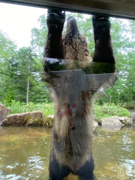 サホロリゾート　ベア･マウンテンに投稿された画像（2021/6/20）