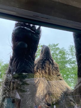 サホロリゾート　ベア･マウンテンに投稿された画像（2021/6/20）