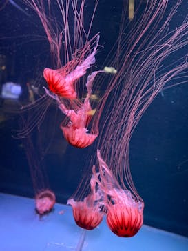 京都水族館に投稿された画像（2021/6/21）