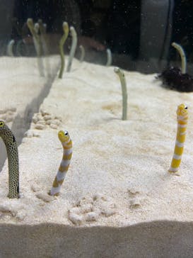 京都水族館に投稿された画像（2021/6/21）