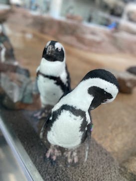 京都水族館に投稿された画像（2021/6/21）