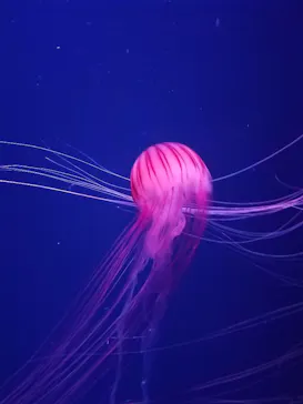 すみだ水族館に投稿された画像（2021/6/21）