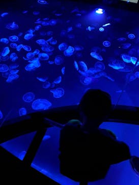 しながわ水族館に投稿された画像（2021/6/21）