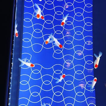 しながわ水族館に投稿された画像（2021/6/21）