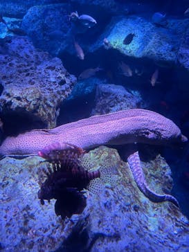 しながわ水族館に投稿された画像（2021/6/21）