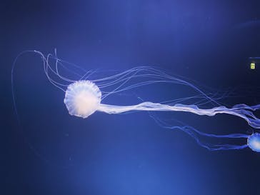 サンシャイン水族館に投稿された画像（2021/6/21）