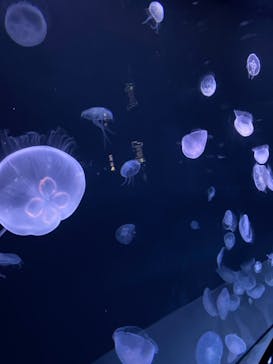 サンシャイン水族館に投稿された画像（2021/6/21）