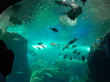 新江ノ島水族館に投稿された画像（2021/6/21）