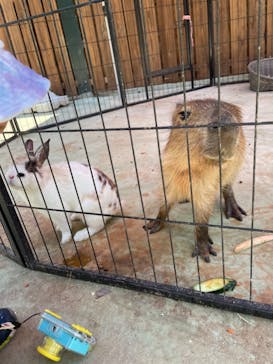 しろとり動物園に投稿された画像（2021/6/21）