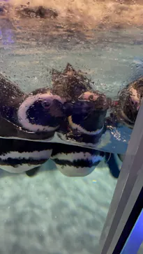 すみだ水族館に投稿された画像（2021/6/21）
