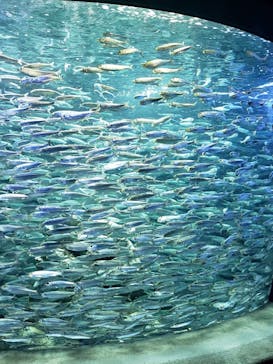 サンシャイン水族館に投稿された画像（2021/6/21）