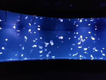 サンシャイン水族館に投稿された画像（2021/6/21）