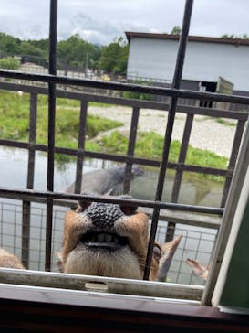 那須サファリパークに投稿された画像（2021/6/21）