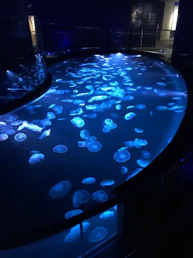 すみだ水族館に投稿された画像（2021/6/21）
