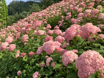 わんダフルネイチャーヴィレッジに投稿された画像（2021/6/21）