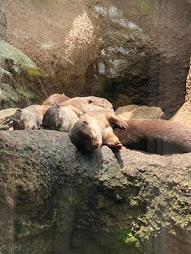 神戸どうぶつ王国に投稿された画像（2021/6/22）