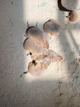 神戸どうぶつ王国に投稿された画像（2021/6/22）