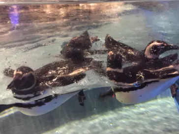 すみだ水族館に投稿された画像（2021/6/22）