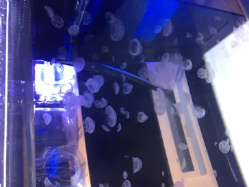 すみだ水族館に投稿された画像（2021/6/22）