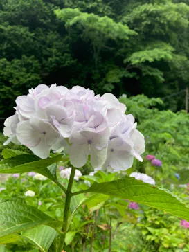 わんダフルネイチャーヴィレッジに投稿された画像（2021/6/22）