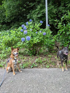 わんダフルネイチャーヴィレッジに投稿された画像（2021/6/22）