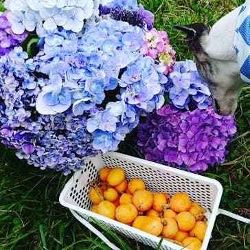 フルーツファームHamaYou （ハマユウ）に投稿された画像（2021/6/22）